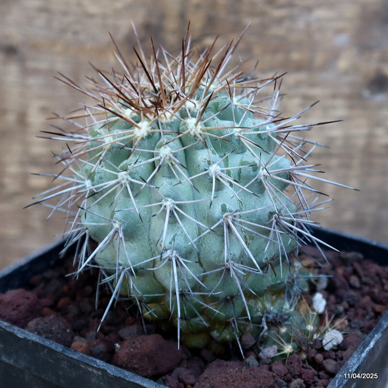 D2946 COPIAPOA GRANDIFLORA KK1067 pot13-H7-W6 cm MaMa Cactus