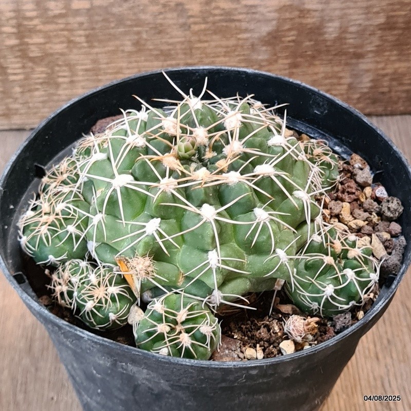 D5731 GYMNOCALYCIUM DENUDATUM pot14-H6-W13 cm MaMa Cactus