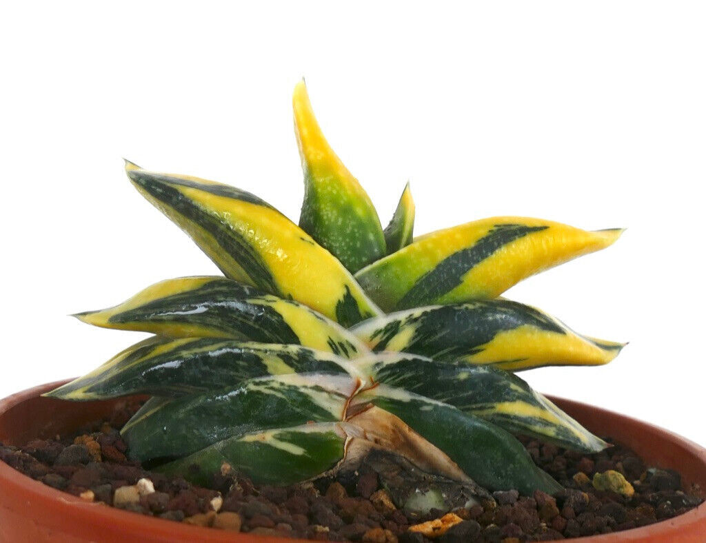 Gasteria armstrongii cv ZEUS VARIEGATED L43 –