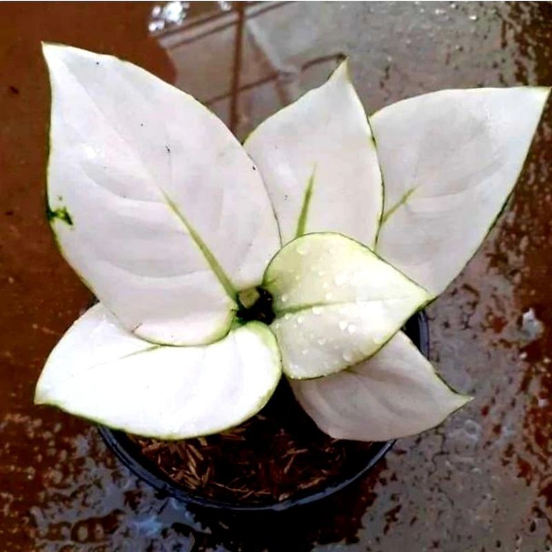 Real Picture Aglaonema Super White Rare Plant