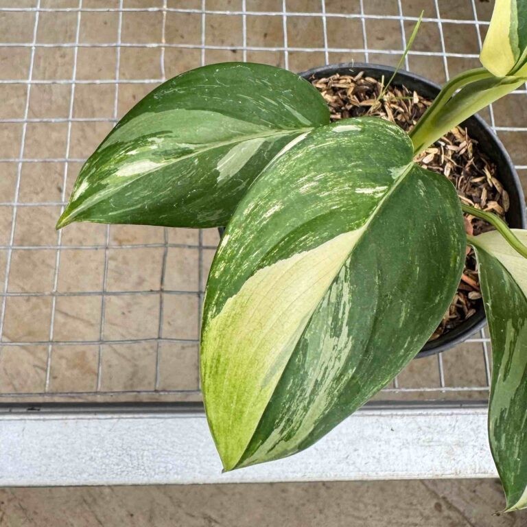 Real Pict Scindapsus Blue Albo Rare Plant