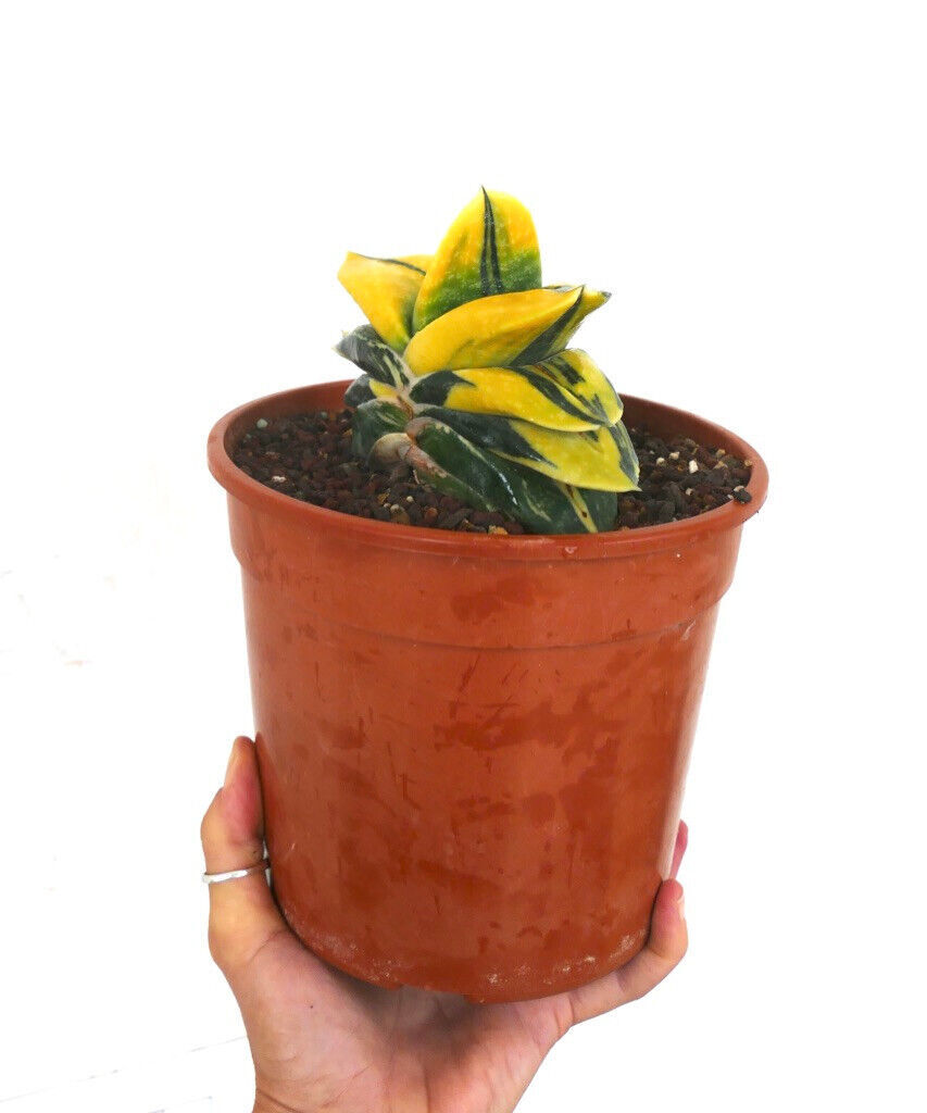 Gasteria armstrongii cv ZEUS VARIEGATED L43 –