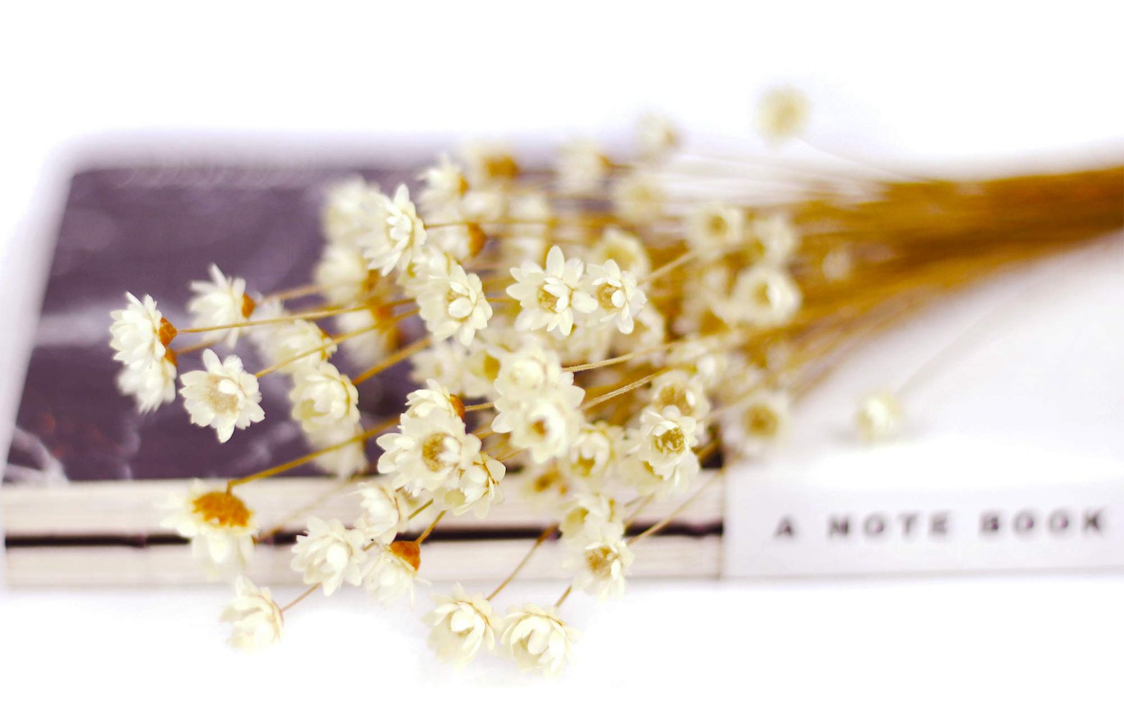 MLSG 100 Stems Natural Dry Flowers Brazilian Small Star Daisy Decorative Dried