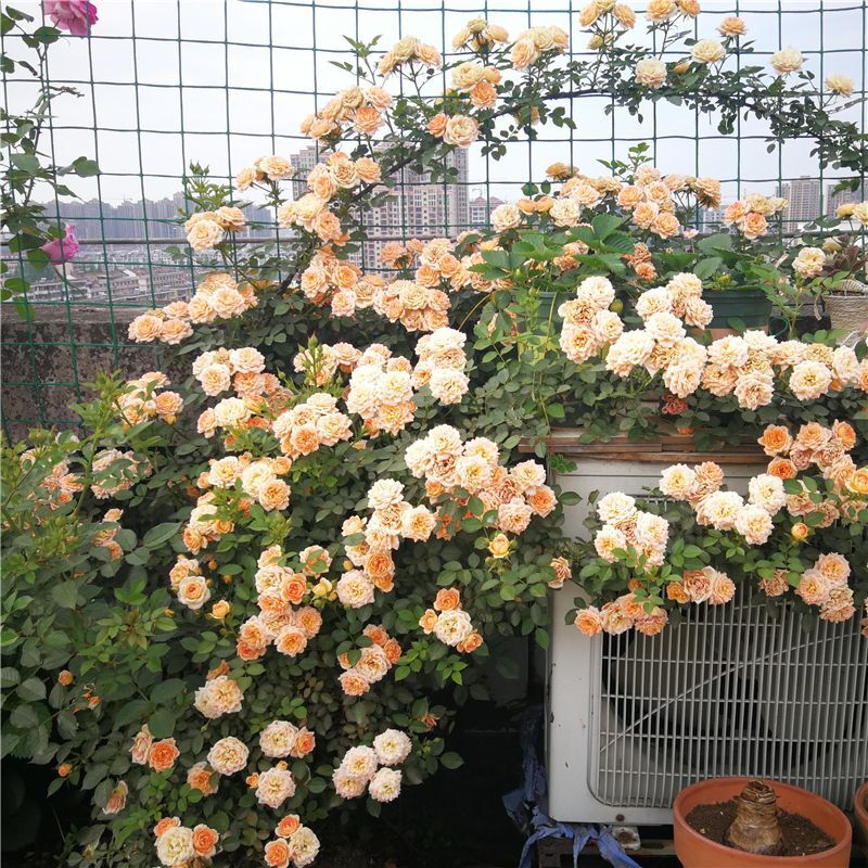 (10) CLIMBER ROSE SEEDS perennial flower garden climbing plant USA SELLER TRACK