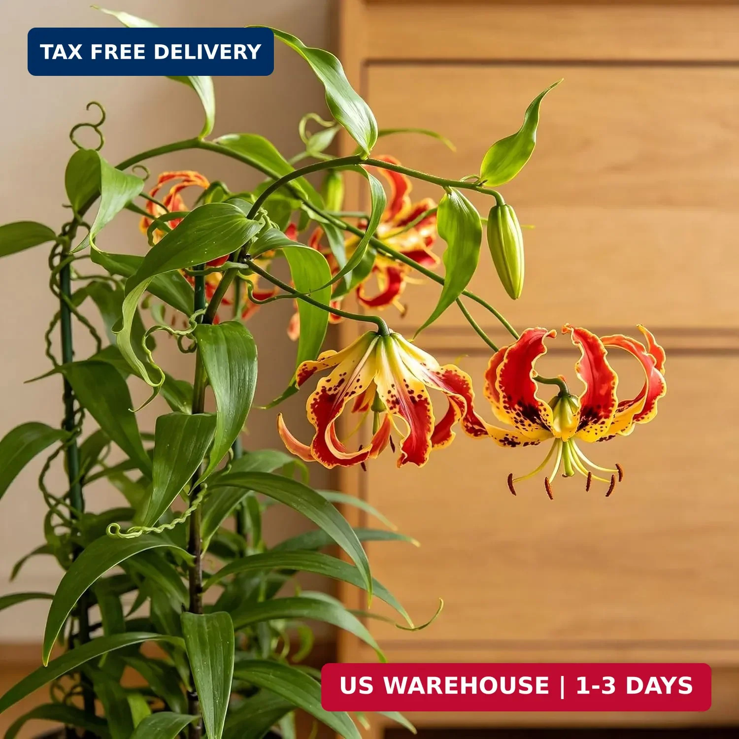 30+ Flame Lily Seeds for Planting, Gloriosa superba Glory Lily Climbing Vine wit