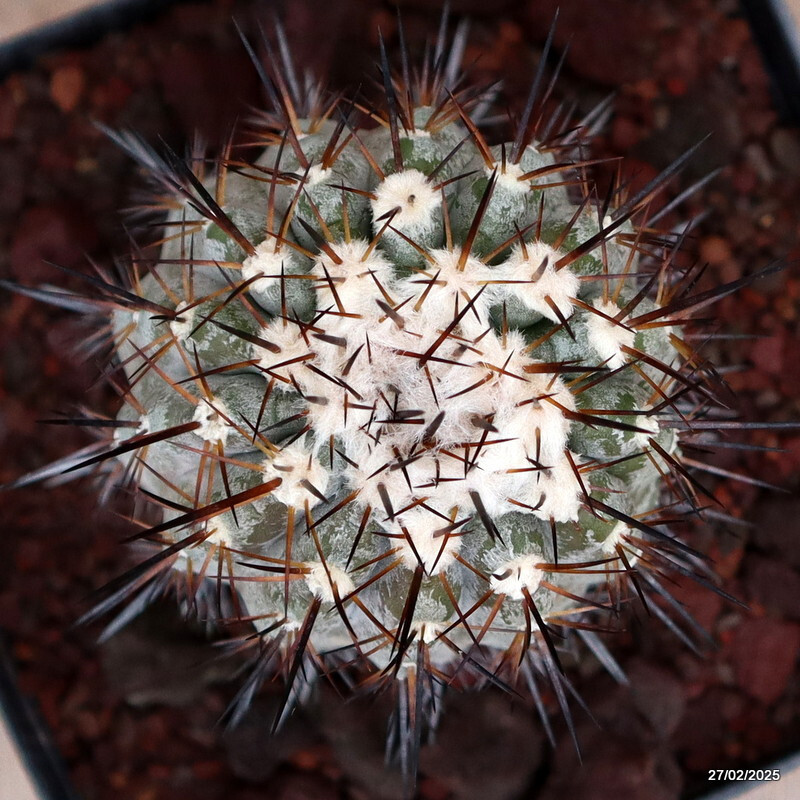D3504 COPIAPOA HUMILIS EL COBRE pot14-H13-W7 cm MaMa Cactus