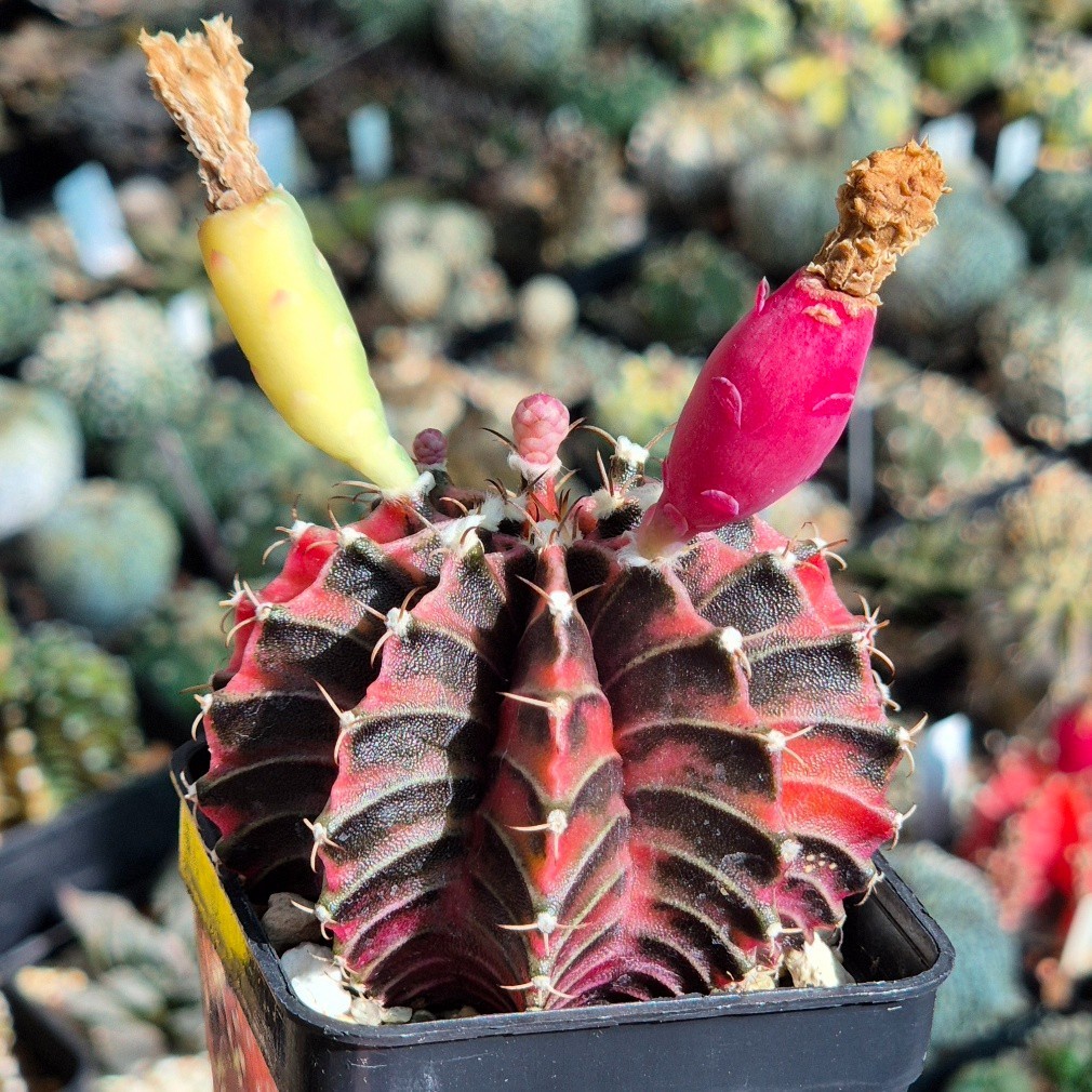Gymnocalycium friedrichii LB f.variegata VVG3 15seeds harvest 2025