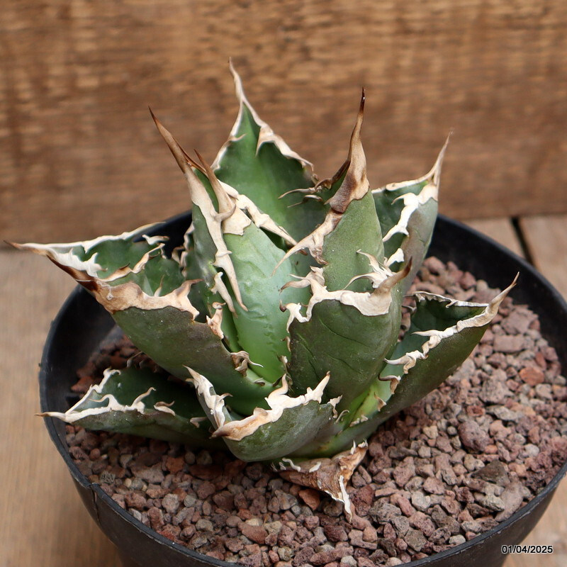 D115 AGAVE TITANOTA pot14-H9-W12 cm MaMa Cactus