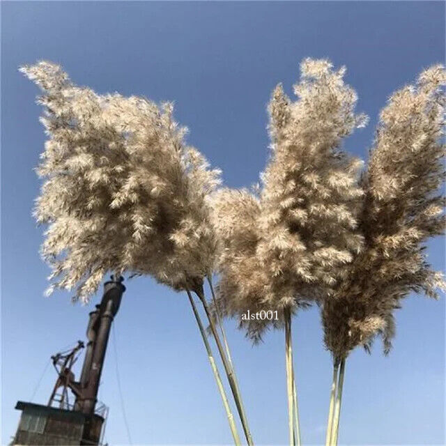 Grass Decor Home Decor Bouquet Natural Fluffy Dried Flowers for Wedding Floral