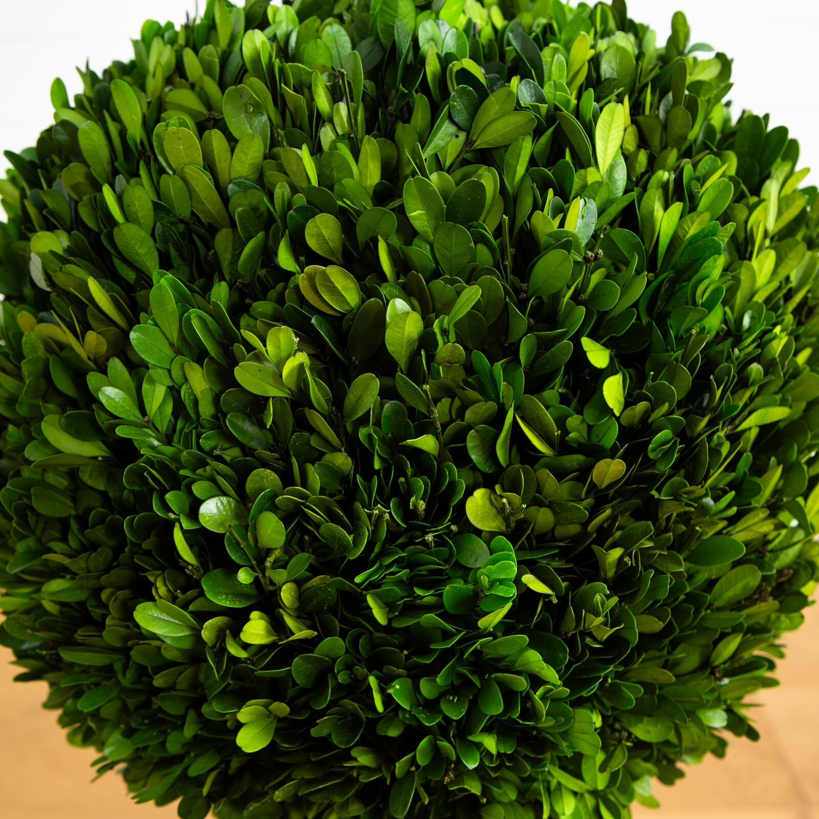 4’ Preserved Boxwood Double Ball Topiary Tree UV Indoor/Outdoor. Retail $403
