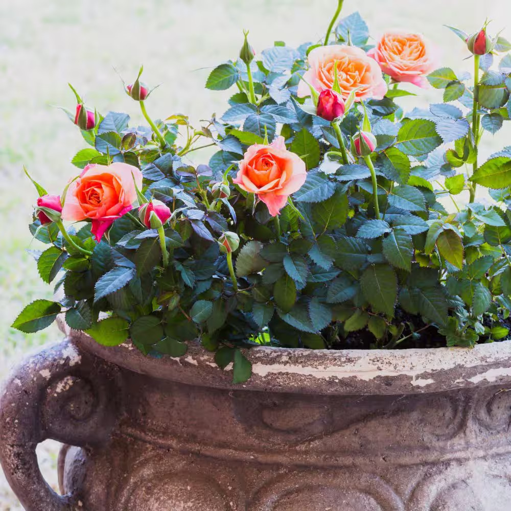 2.5 In. Rose Miniature Orange Honey with Orange Flowers (3-Pack)