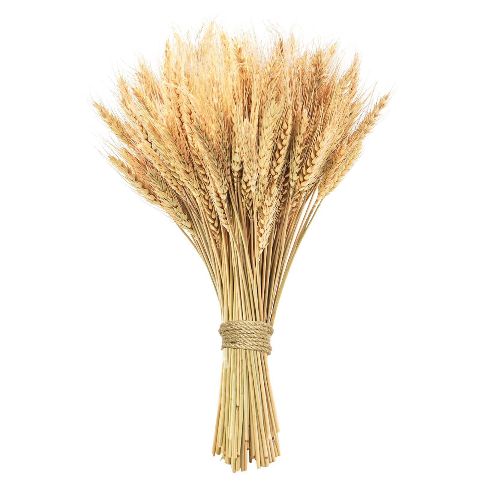 17.7 inches Dried Wheat Stalks, 100 Stems Dried Flowers Natural Wheat