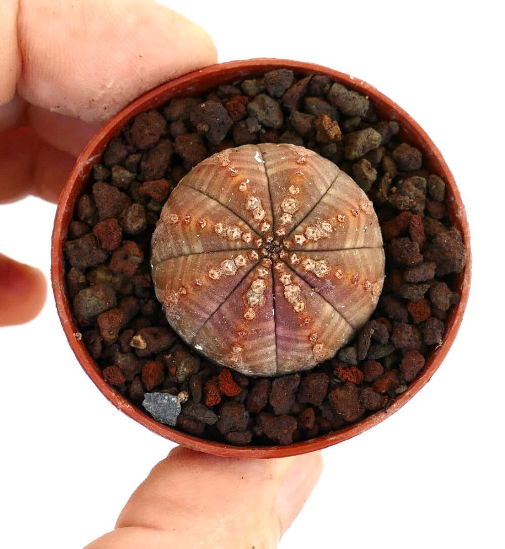 Euphorbia obesa BROWNISH WITH TOP MARKS 5004 – Baseball plant | Sea urchin plant