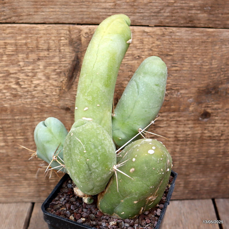 D4060 CEREUS BRIDGESII MONSTER pot10-H18-W14 cm MaMa Cactus