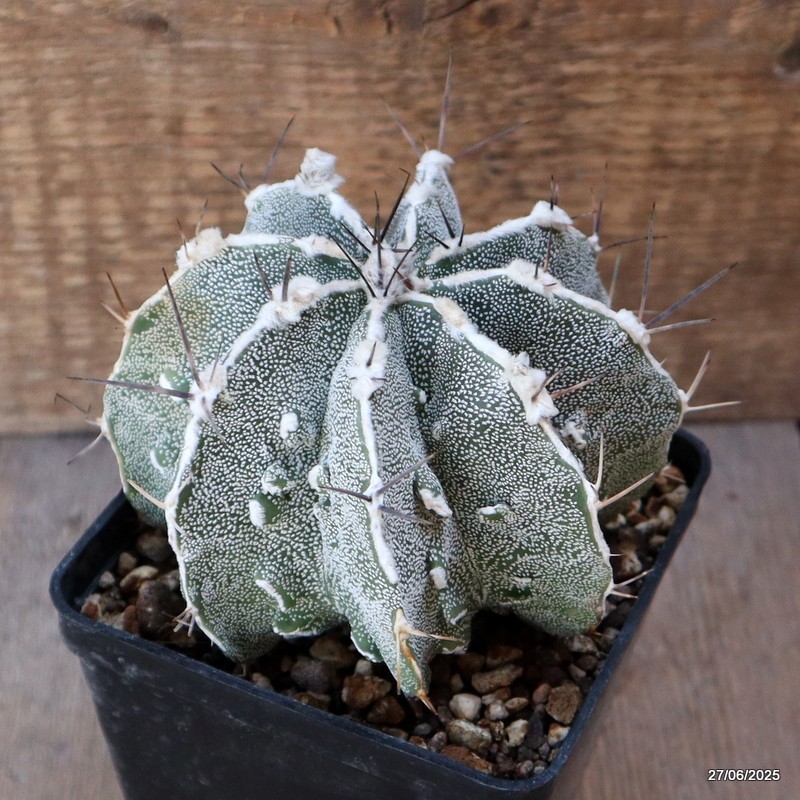 D4888 ASTROPHYTUM ORNATUM X HANNYA pot10-H9-W12 cm MaMa Cactus