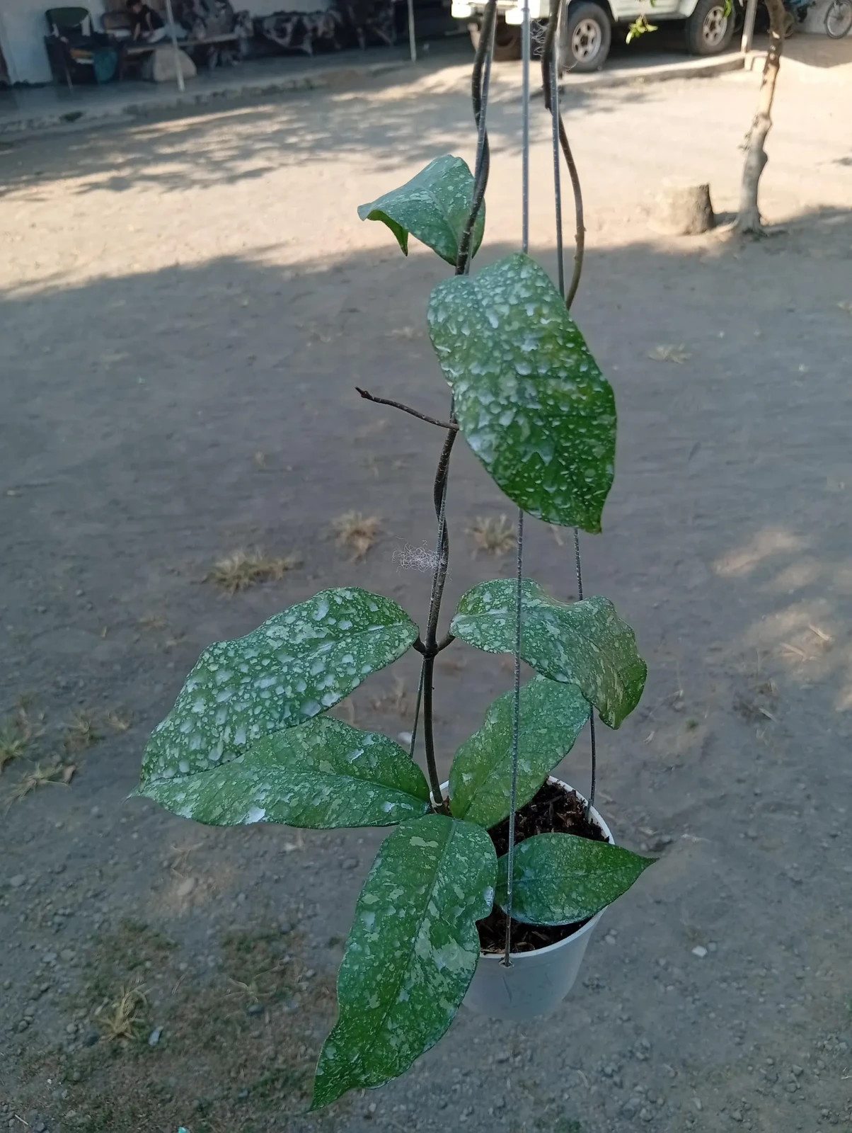 Real Picture Hoya Bur Perlak Sp Aceh