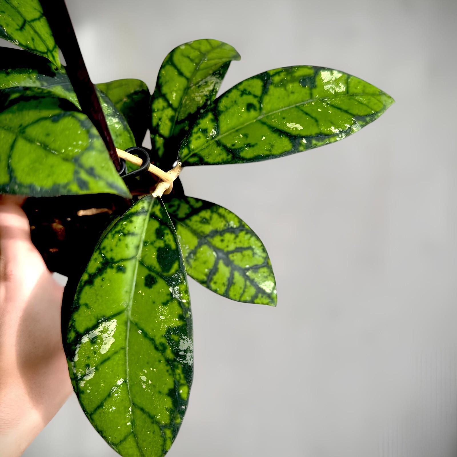 Hoya Callistophylla Jungle Plant