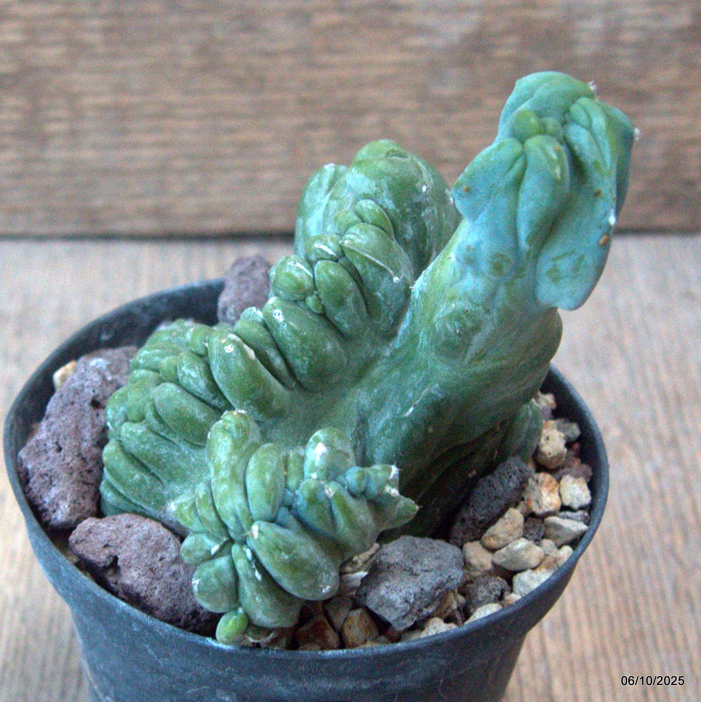 D6889 MYRTILLOCACTUS GEOMETRIZANS CRESTED pot10-H11-W10 cm MaMa Cactus