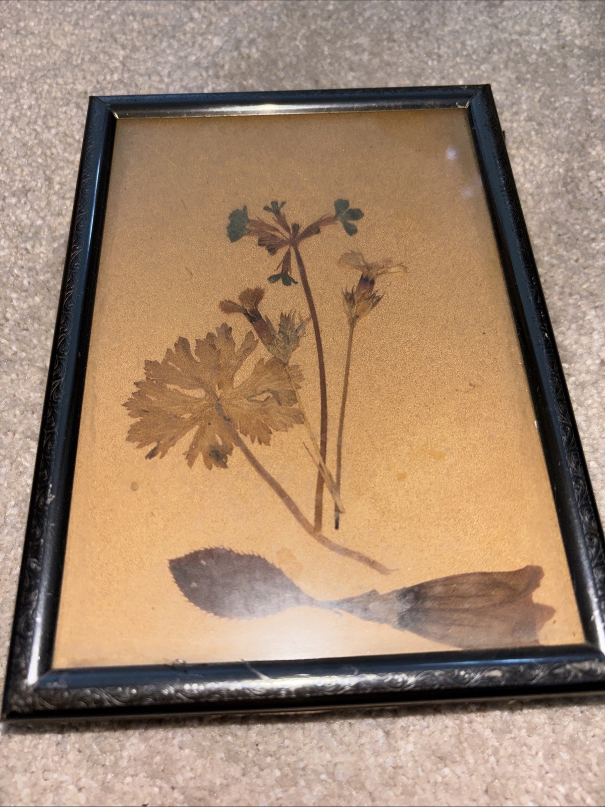 Vintage WW2 Set 4 Pressed Flowers Etc 5/7 Framed