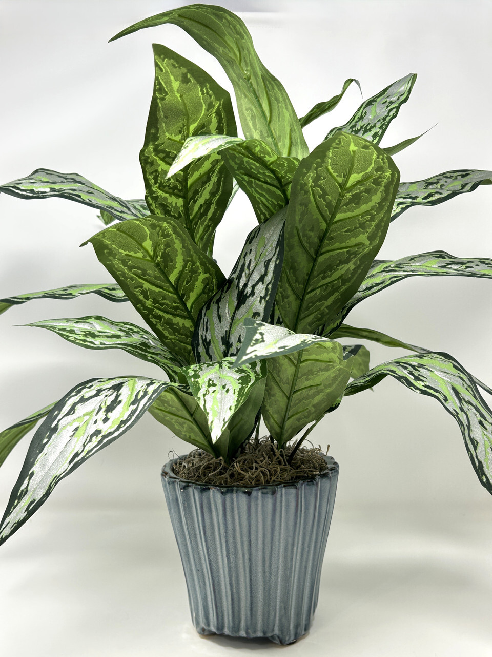 19″ Large SILVER QUEEN AGLAONEMA artificial silk Sword plant, 5.5″ Blue Ceramic