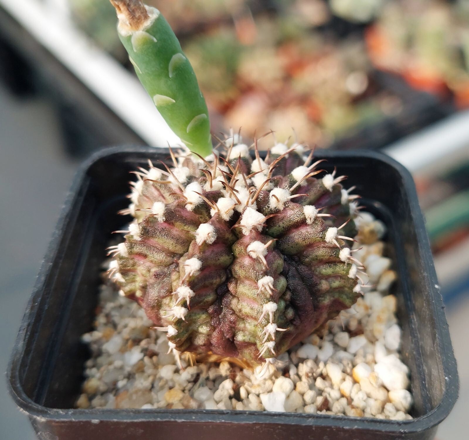 Gymnocalycium mihanovichii ‘T-Rex’ hybrid mix 100seeds harvest 2025