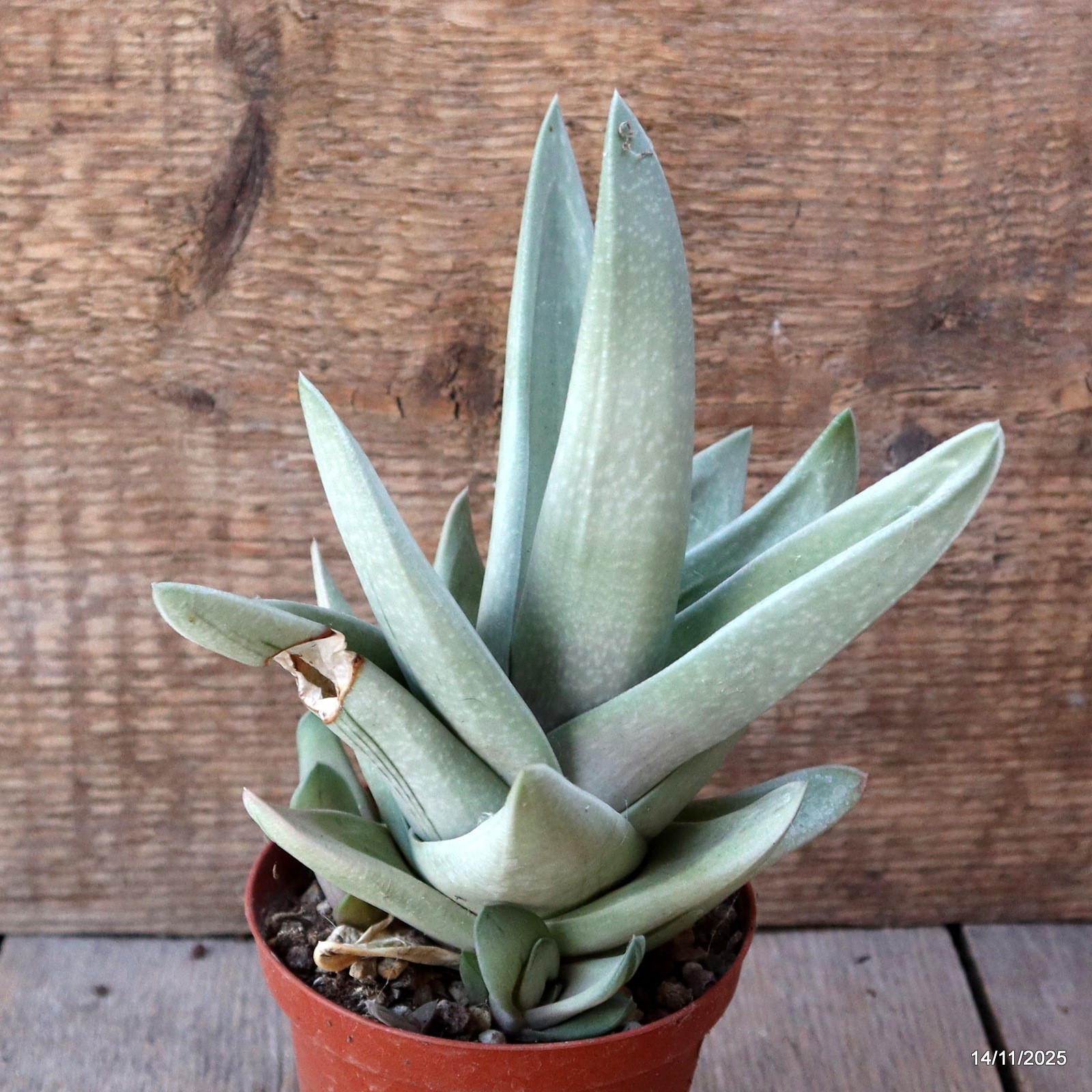 D7375 GASTERIA GREEN ICE pot10-H19-W15 cm MaMa Cactus