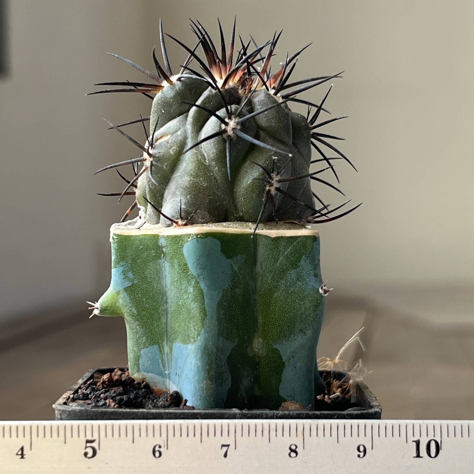 A23-4329 Copiapoa griseoviolacea, JN1273, Hacienda Nicolasa, At, grafted