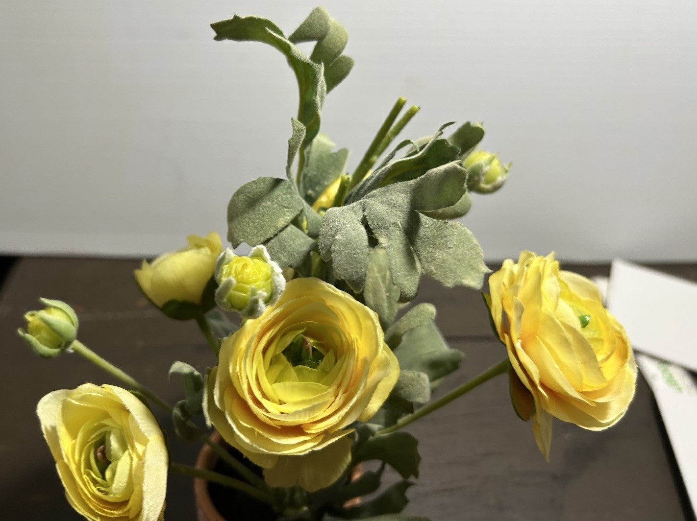 Yellow Ranunculus Flowers In Patterned, Terra-Cotta Pot, Sage, Green Foliage