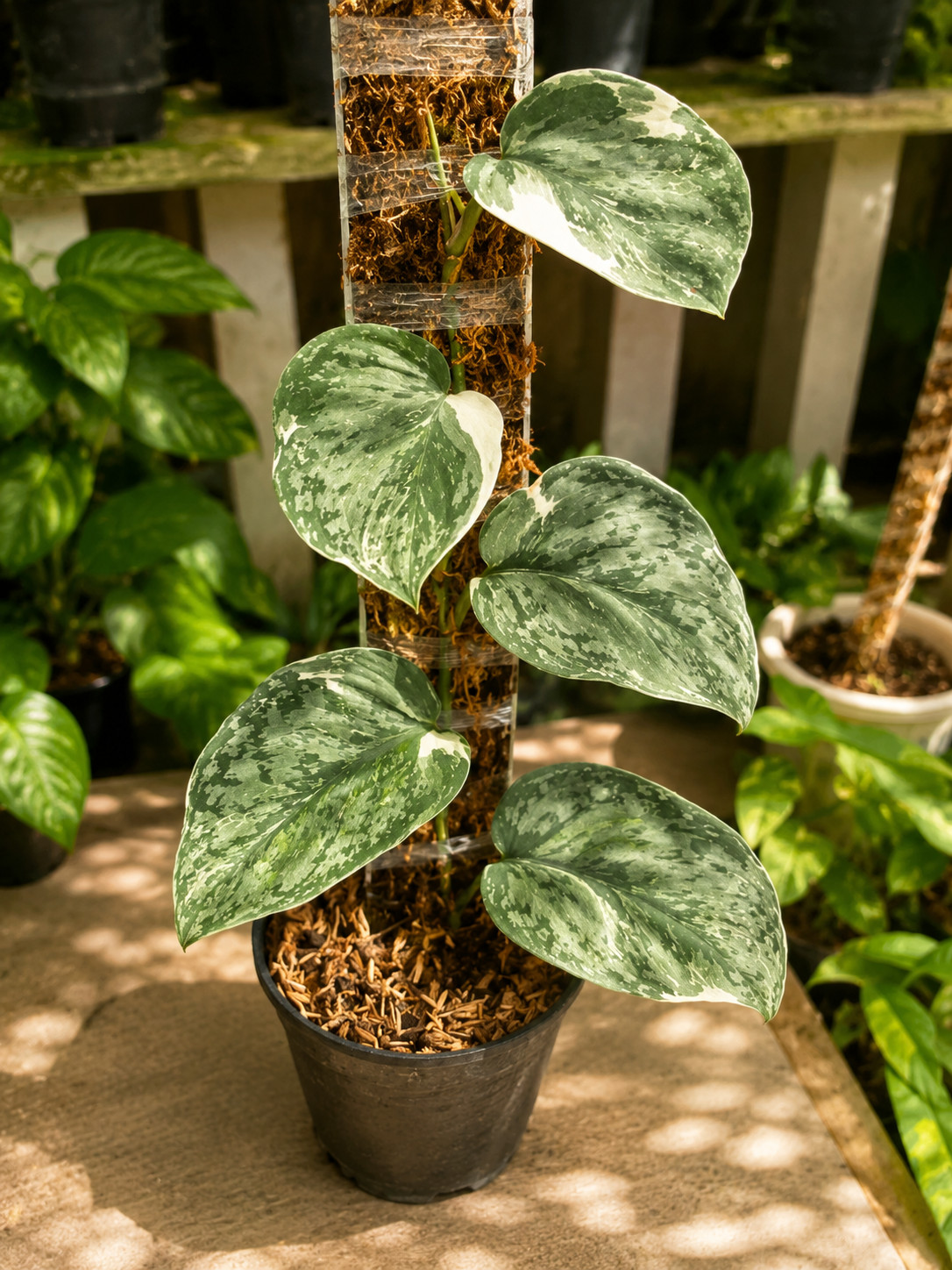 Scindapsus acintya, Rare Variegated, Real Picture, Aroid Houseplant