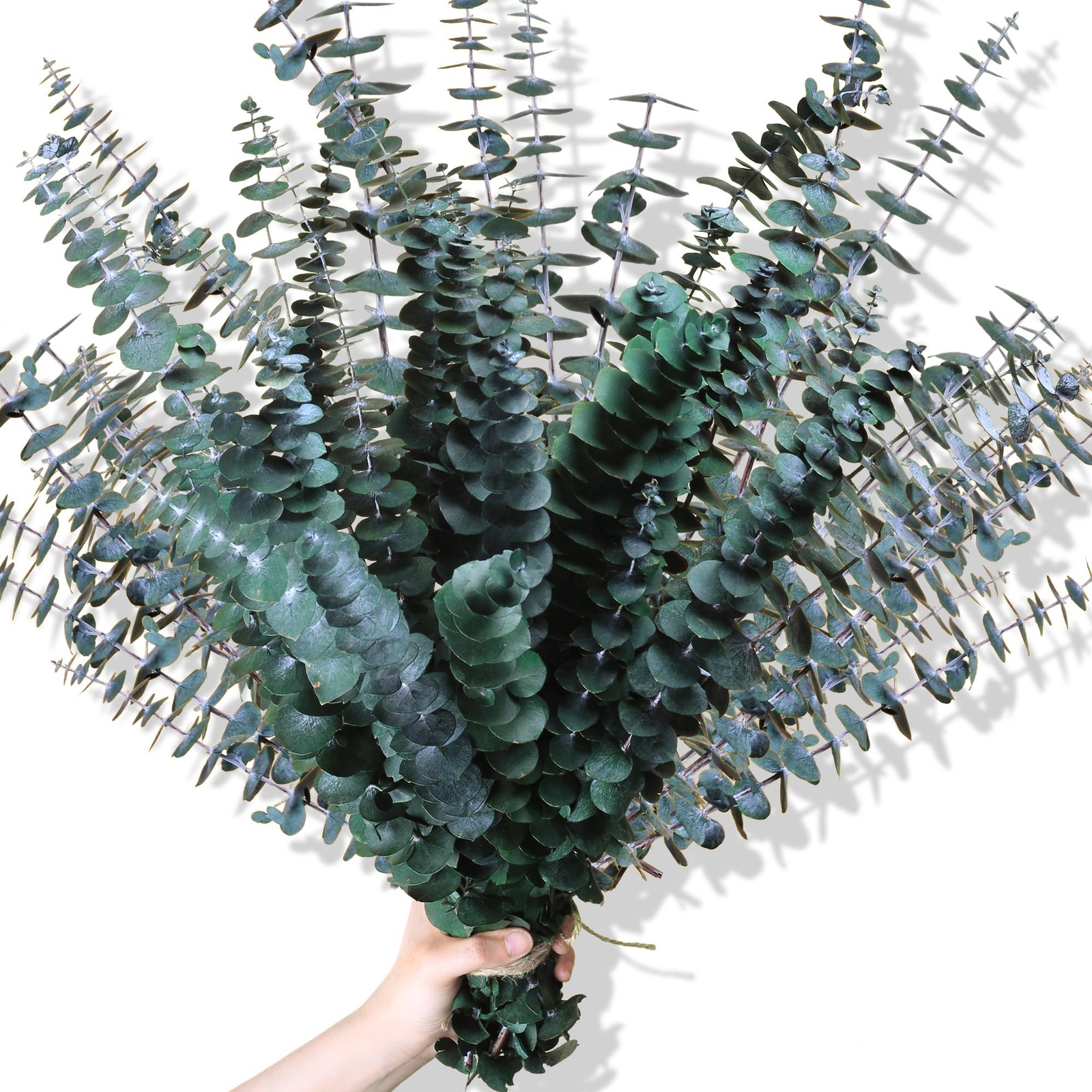 Dried Eucalyptus Stems 30Pcs 17 Inch Real Preserved Branches Home Decor Vase