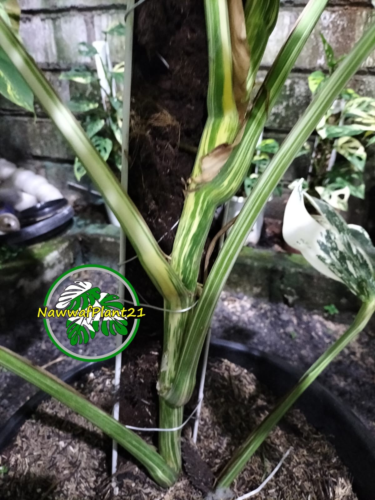 New Monstera Albo White Tiger Variegated Size Large Real Picture