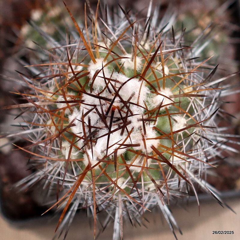 D3556 COPIAPOA PSEUDOCOQUIMBANA KK86 pot14-H14-W9 cm MaMa Cactus