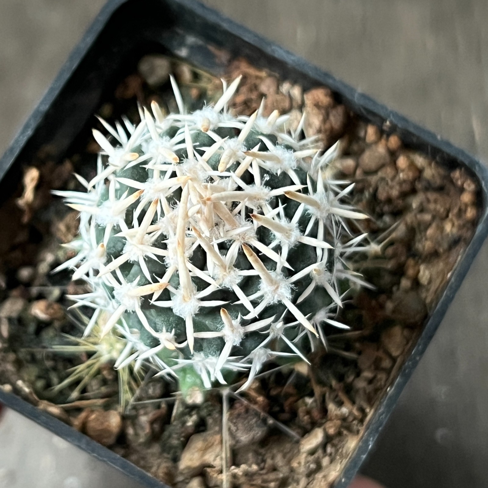 A27-632 Cactus peeblesianus FH.051.1., Coconino Co, Az., grafted
