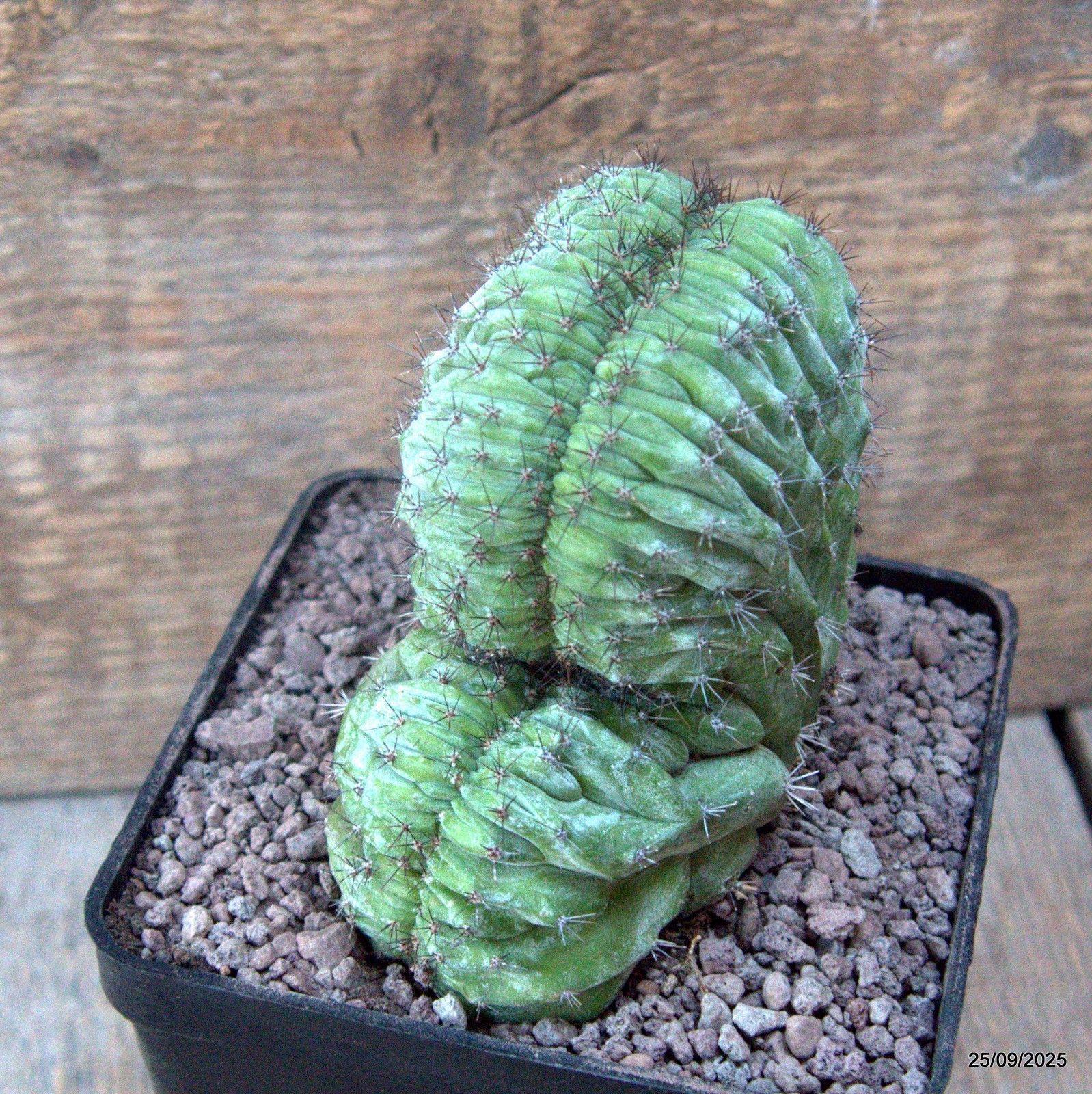 D6660 POLASKIA CHICHIPE CRESTED pot10-H9-W10 cm MaMa Cactus