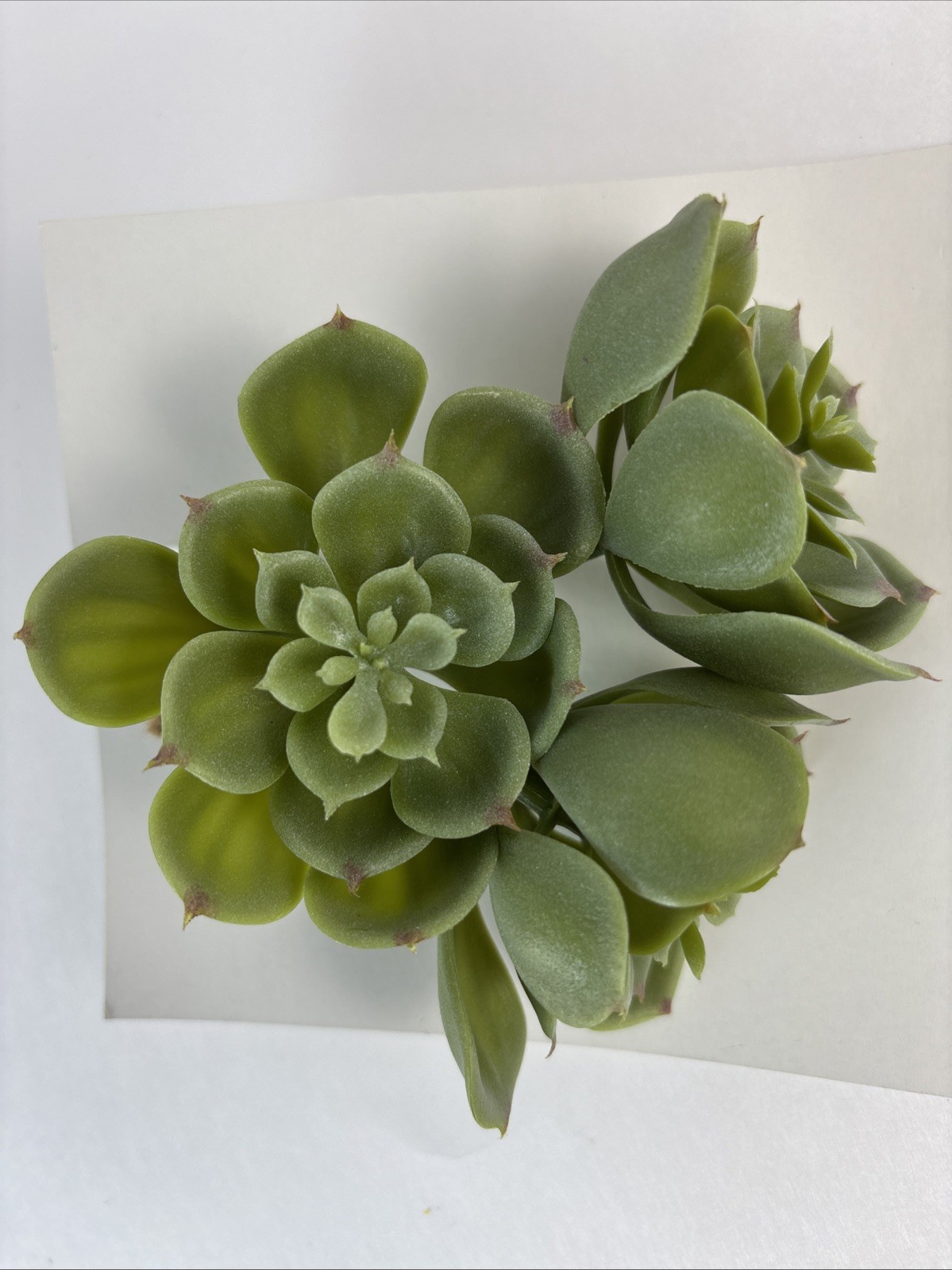 Three (3) Faux Stems Of Echeveria, A Beautiful Succulent, 3.5” Tall