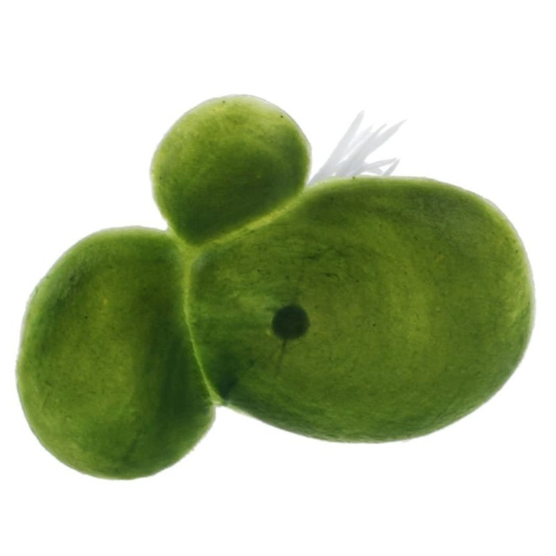 Artificial Duckweeds Floating Plastic All Year Green Fishbowls Decors 3 Size