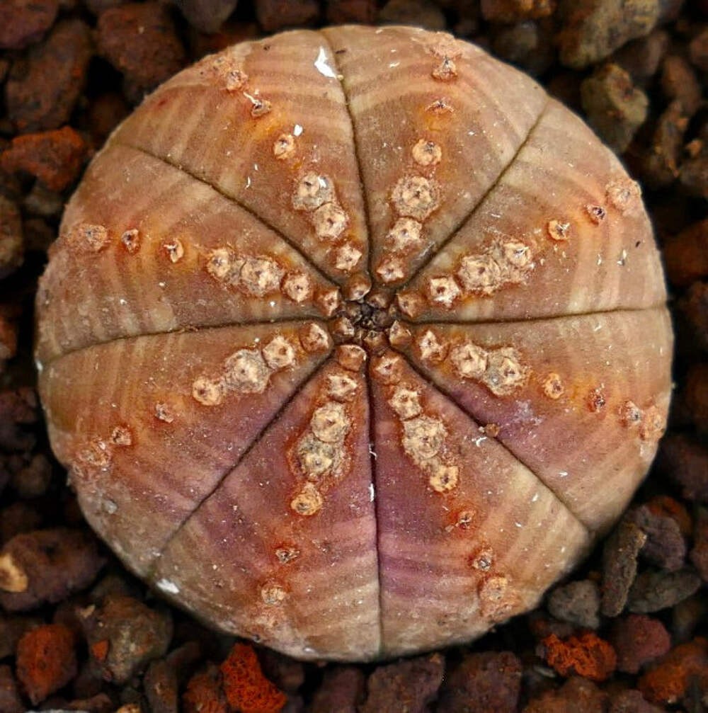Euphorbia obesa BROWNISH WITH TOP MARKS 5004 – Baseball plant | Sea urchin plant