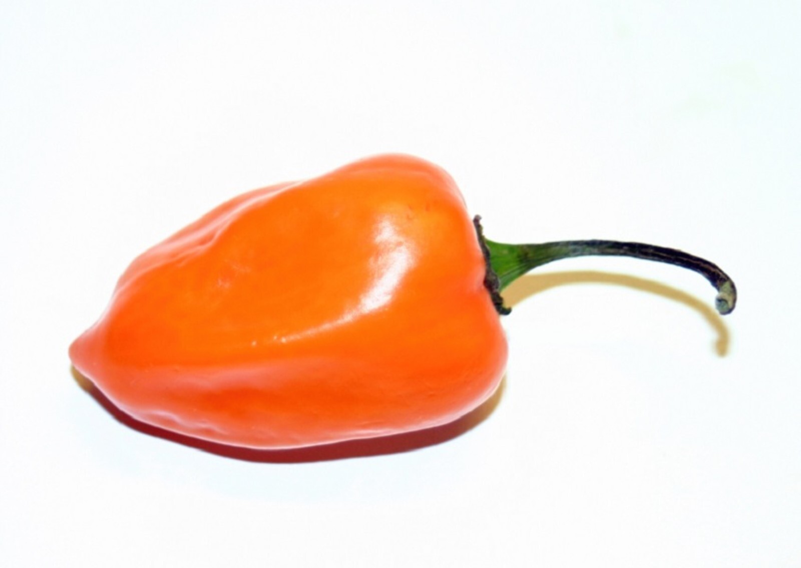 30 Habanero Orange Devil Seed Chili 100% Guaranteed