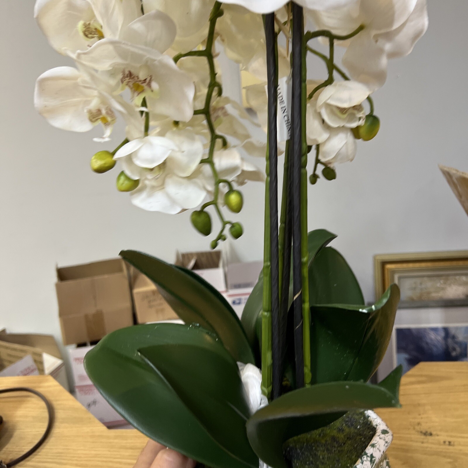 22″ Orchid Green White In Ceramic Pot Planter Valerie Parr Hill