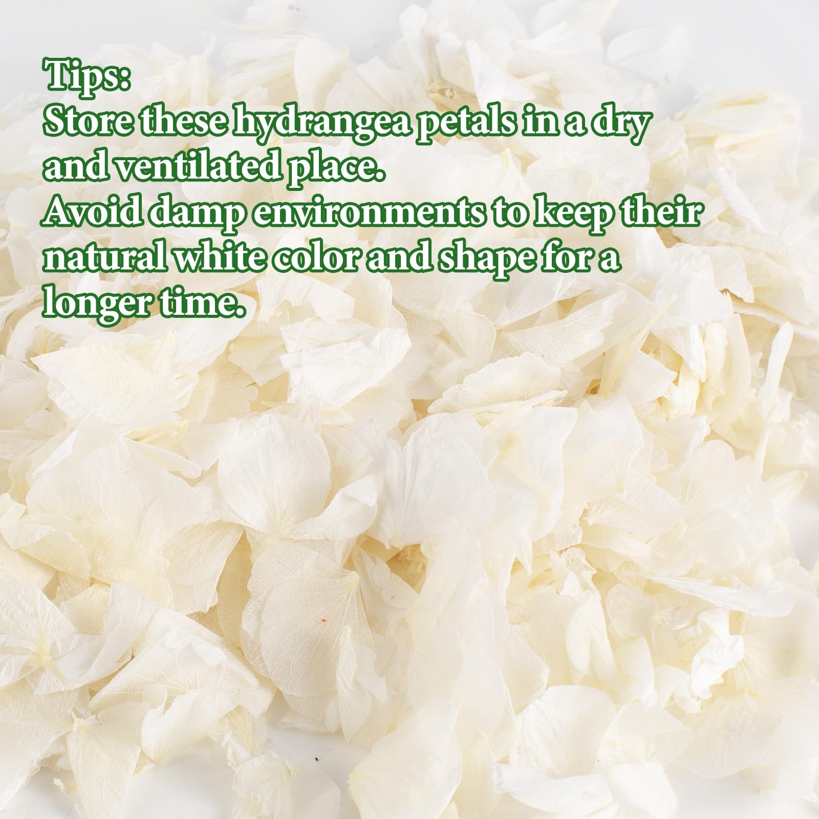 1500Pcs Real Dried Ivory White Hydrangea Petals for Wedding Petal Showers Rom…