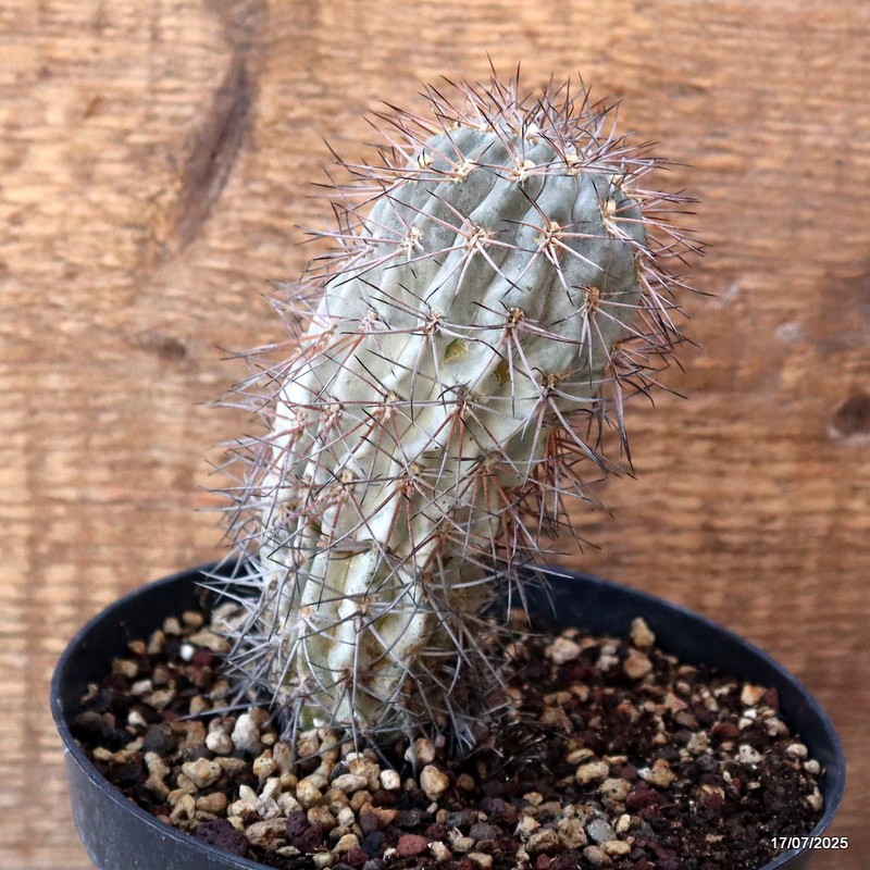 D5364 ACANTHOCALYCIUM GLAUCUM pot14-H13-W5 cm MaMa Cactus
