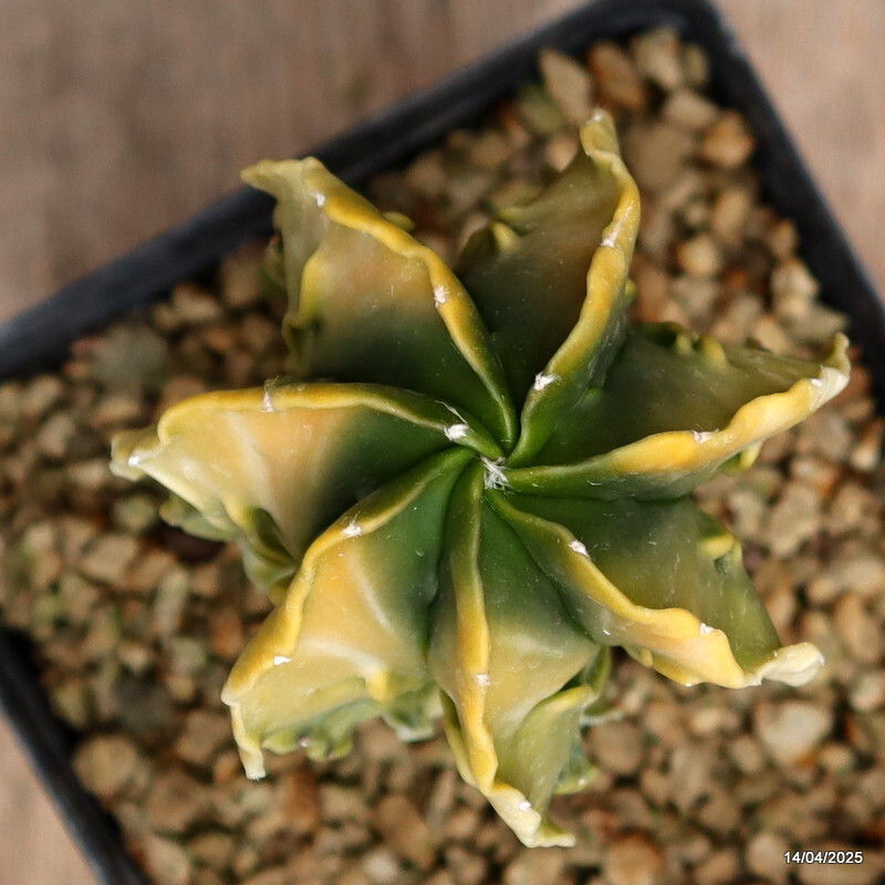 D1275 ASTROPHYTUM MYRIOSTIGMA FUKURYU VARIEGATED pot13-H14-W8 cm MaMa