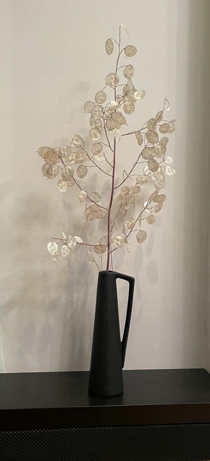RARE DRIED LUNARIA MOONWORTH HONESTY SILVER DOLLAR PLANT WITH BLACK VASE