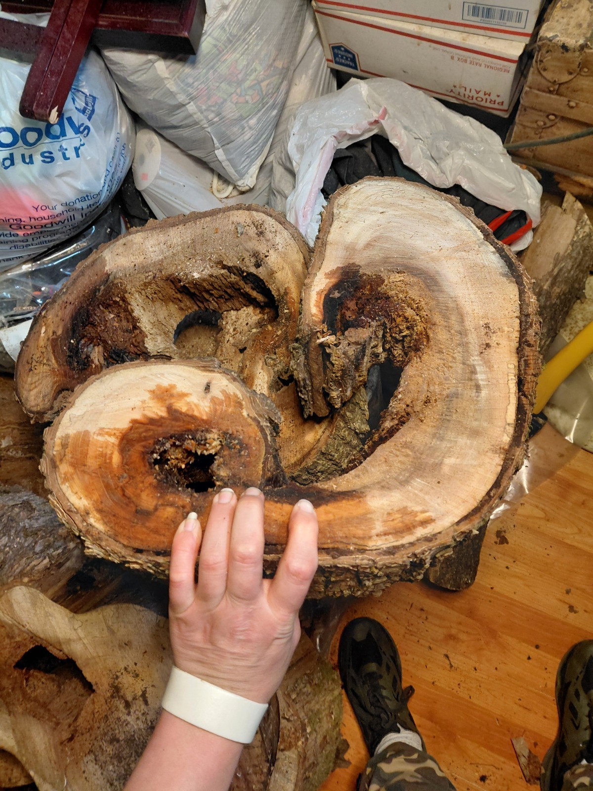 Cross Section Hollow Center Curved Tree Trunk Cutting 16- 1/2″ X 14″ X 4″