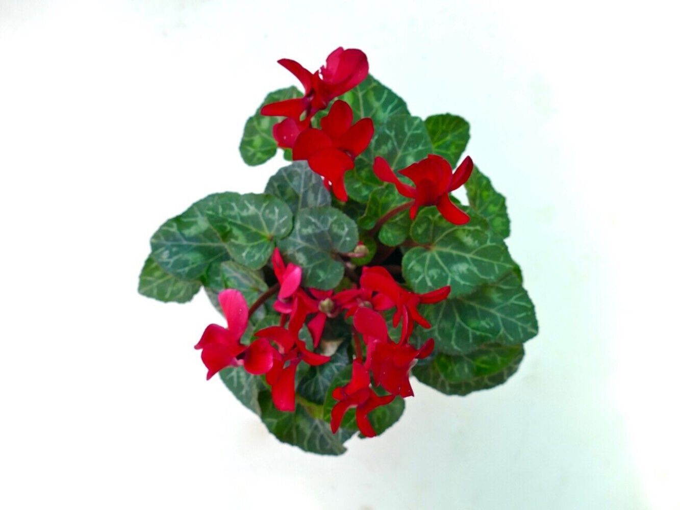 Cyclamen persicum cv ‘San Gennaro’ RED FLOWER