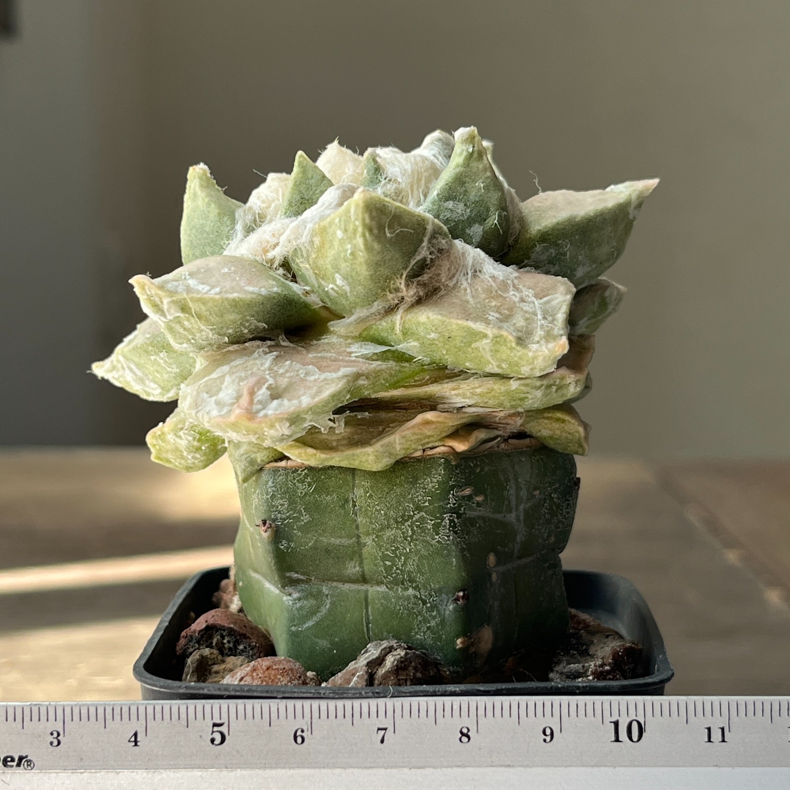 A53-795 Cactus multihybrid, grafted