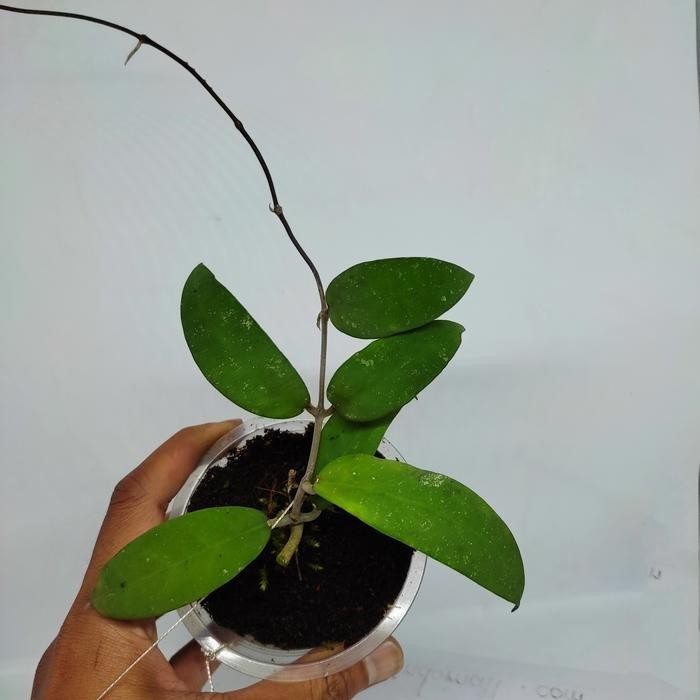 Real Pict Hoya Padangensis Rare Plant