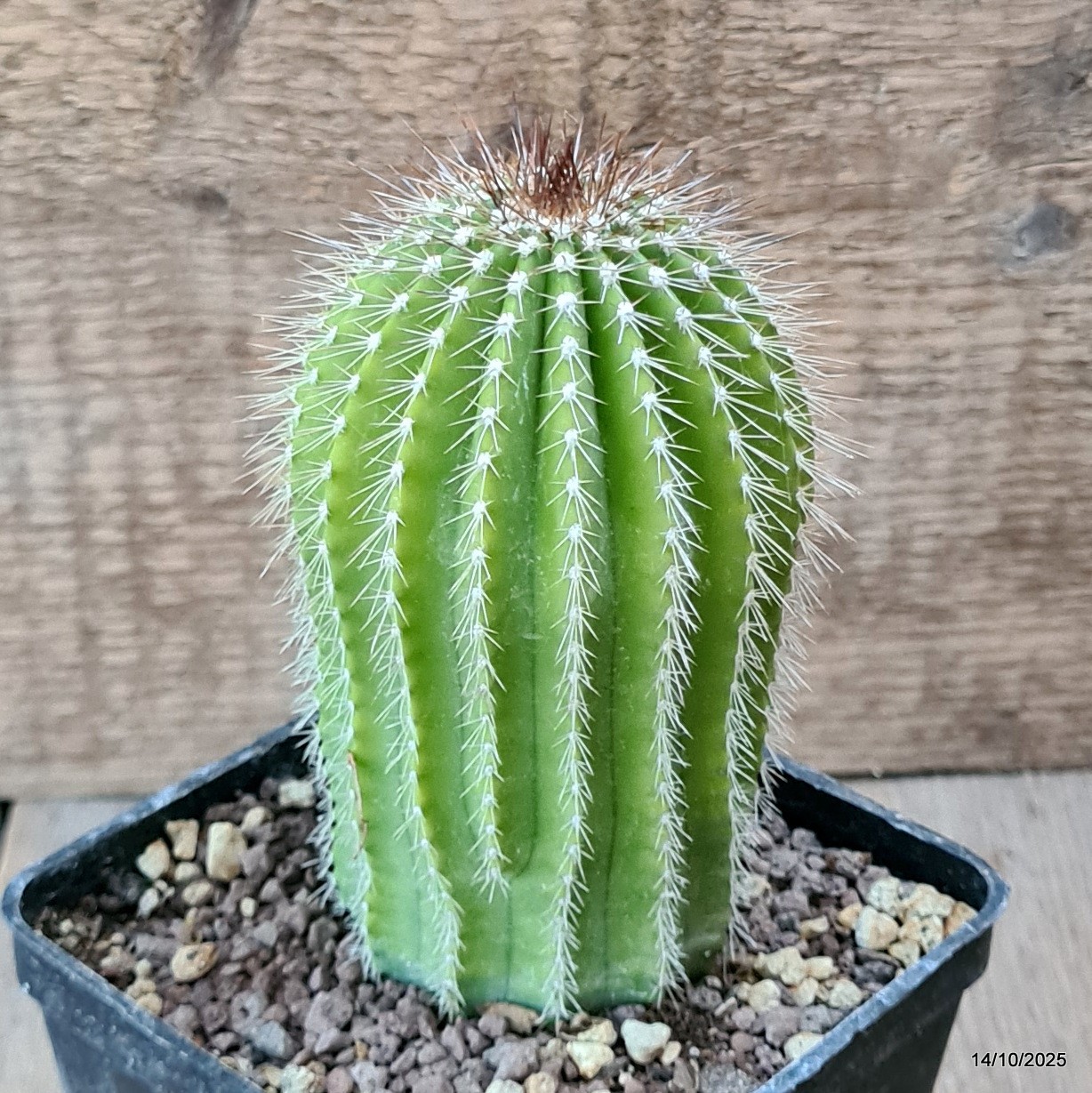 D6984 NEOBUXBAUMIA POLYLOPHA pot10-H13-W7 cm MaMa Cactus