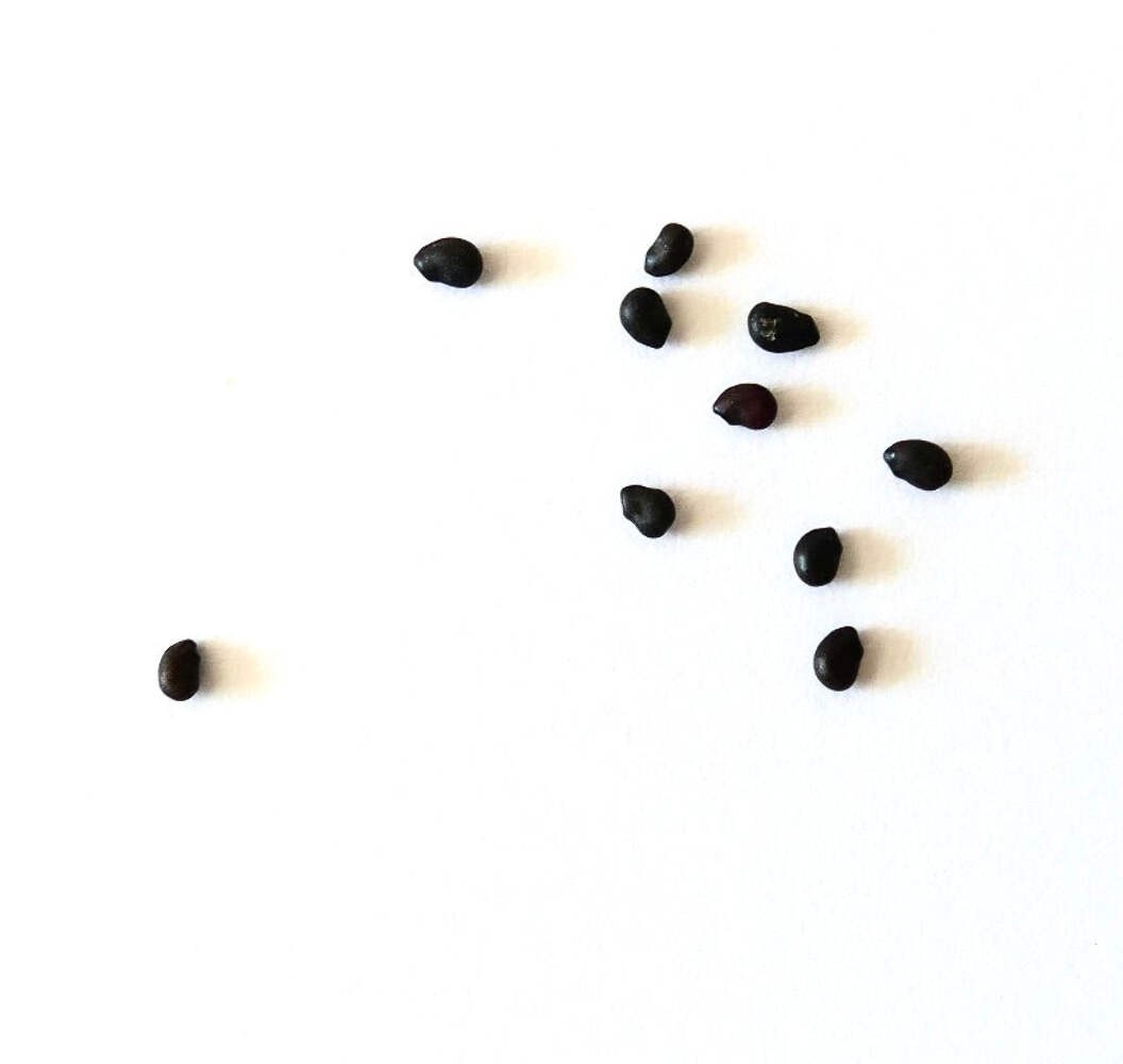 Ferocactus rectispinus SEEDS – Rare Cactus SEEDS