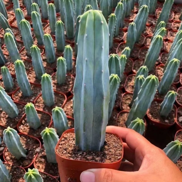 Myrtillocactus Geometrizans Cactus Succulent Plants Variegated Plants USA